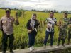 Panen Raya Bersama Kelompok Tani "Mardi Rahayu" di Desa Taji, Kecamatan Juwiring