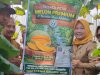 Melon The Blues Panen Perdana BUMdes Desa Ketitang