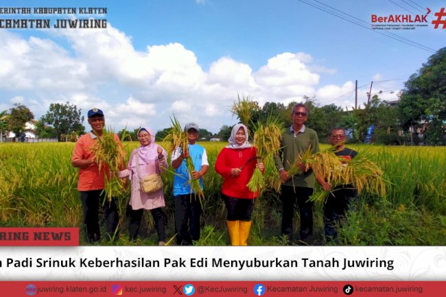Panen Padi Srinuk Keberhasilan Pak Edi Menyuburkan Tanah Juwiring