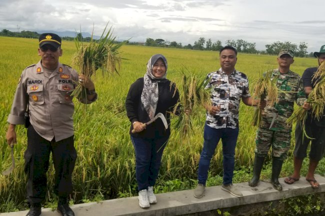 Panen Raya Bersama Kelompok Tani "Mardi Rahayu" di Desa Taji, Kecamatan Juwiring