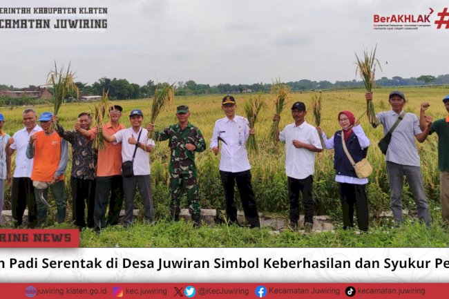 Panen Padi Serentak di Desa Juwiran Simbol Keberhasilan dan Syukur Petani