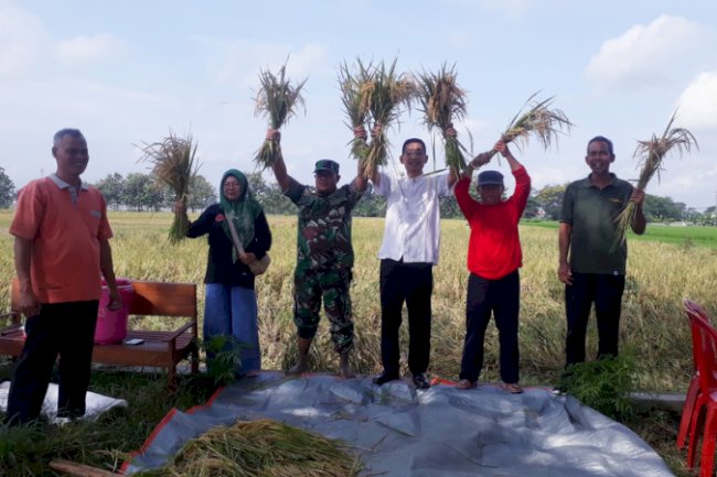 Sekcam Juwiring Hadiri Ubinan Padi Srinuk Bersama Petani & DKPP