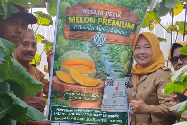 Melon The Blues Panen Perdana BUMdes Desa Ketitang