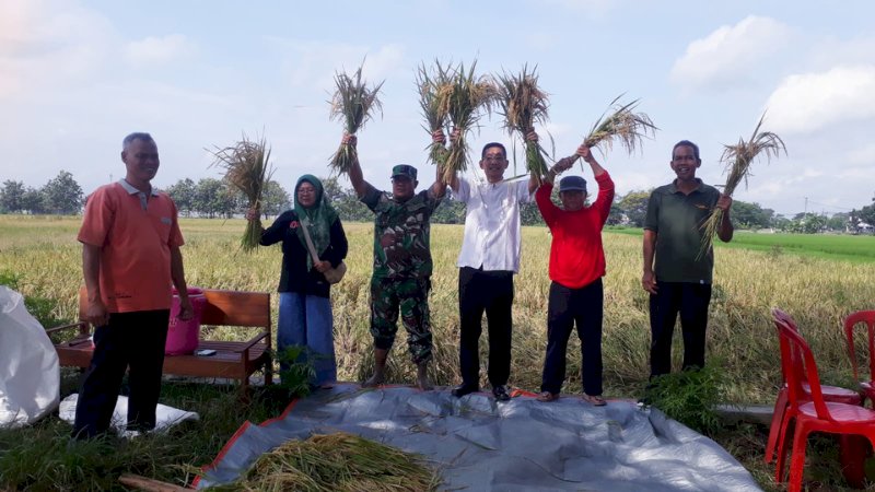 Sekcam Juwiring Hadiri Ubinan Padi Srinuk Bersama Petani & DKPP