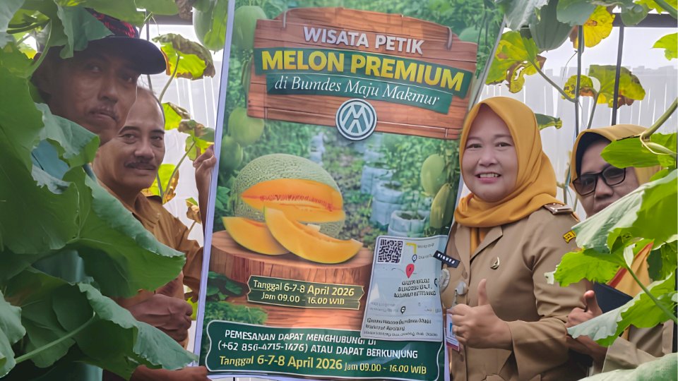 Melon The Blues Panen Perdana BUMdes Desa Ketitang