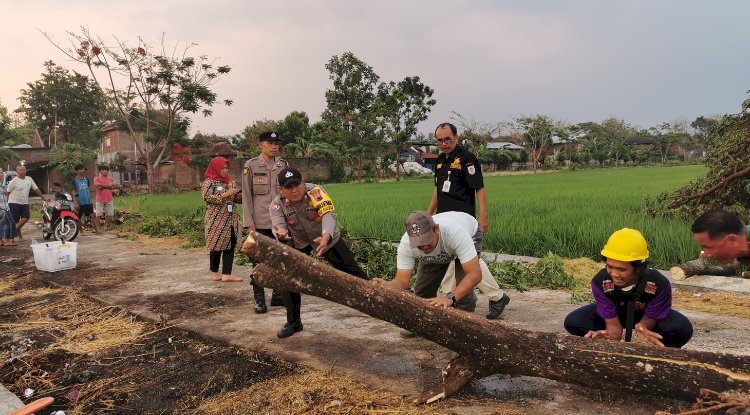 Pengkondisian Pohon Tumbang di beberapa Desa di Kecamatan Juwiring