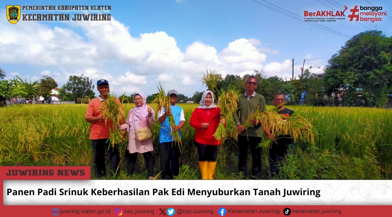 Panen Padi Srinuk Keberhasilan Pak Edi Menyuburkan Tanah Juwiring