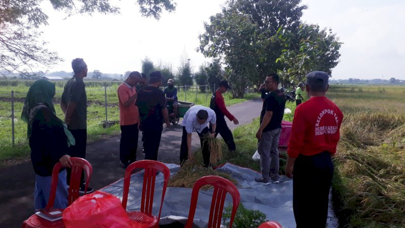 Sekcam Juwiring Hadiri Ubinan Padi Srinuk Bersama Petani & DKPP